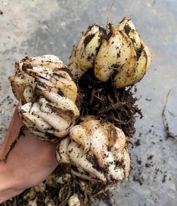 甜玉米栽培技术要点，选种育苗，田间管理