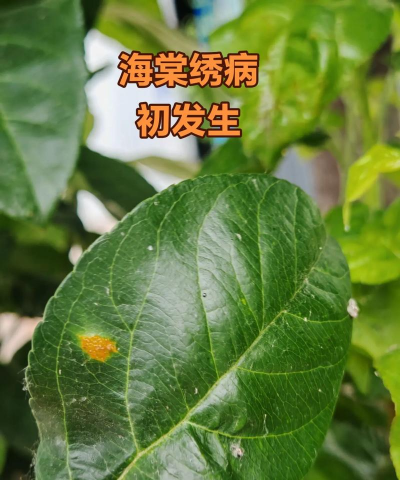 甜玉米栽培技术要点，选种育苗，田间管理