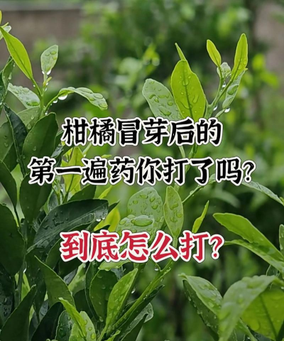 甜玉米栽培技术要点，选种育苗，田间管理