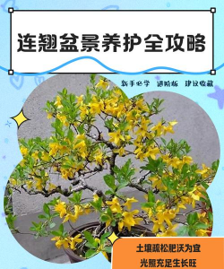 甜玉米栽培技术要点，选种育苗，田间管理