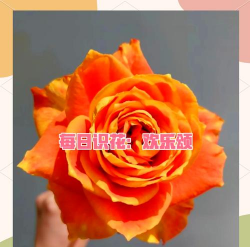 甜玉米栽培技术要点，选种育苗，田间管理