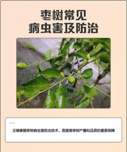 栀子花怎么样养，新手入门指南，轻松掌握技巧