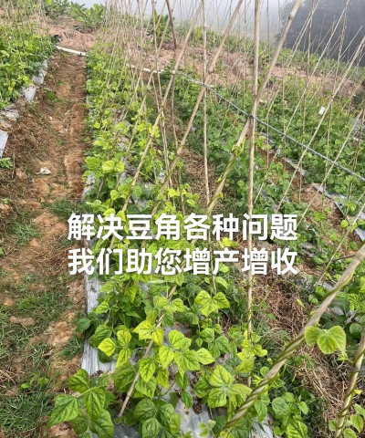 栀子花怎么样养，新手入门指南，轻松掌握技巧