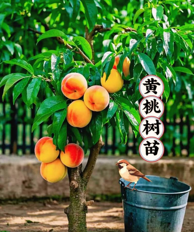 栀子花怎么样养，新手入门指南，轻松掌握技巧