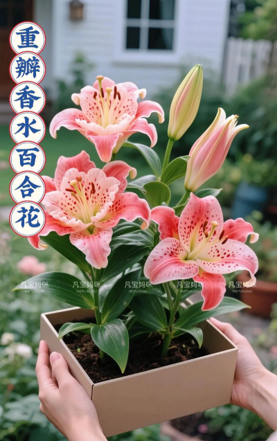 栀子花怎么样养，新手入门指南，轻松掌握技巧