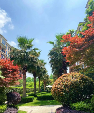 栀子花怎么样养，新手入门指南，轻松掌握技巧