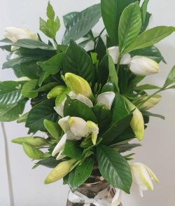 无土栽培栀子花，轻松上手，花开满枝