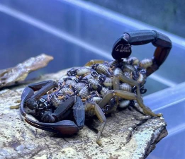 玫瑰海棠花怎么养，掌握关键技巧，轻松养出好状态