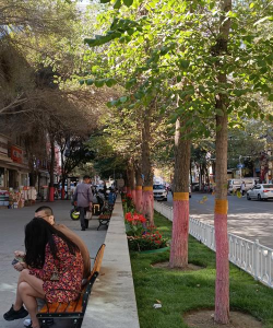 送的玫瑰花怎么养，延长花期技巧，新手也能轻松上手