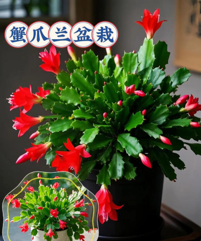 送的玫瑰花怎么养，延长花期技巧，新手也能轻松上手