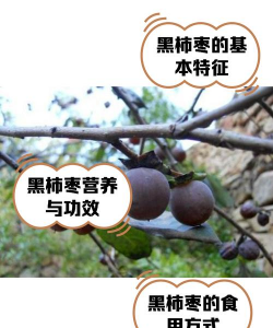 送的玫瑰花怎么养，延长花期技巧，新手也能轻松上手