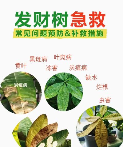 送的玫瑰花怎么养，延长花期技巧，新手也能轻松上手