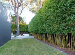 送的玫瑰花怎么养，延长花期技巧，新手也能轻松上手