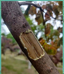 桑椹树病虫防治方法，常见问题解析，实用应对技巧