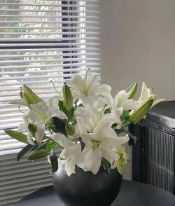 北方香水百合花怎么养，掌握关键技巧，花开更持久