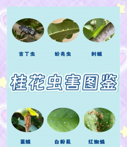 树常见虫害防治，识别关键症状，掌握有效方法