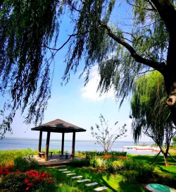 桑椹树病虫防治方法，常见问题解析，实用应对技巧