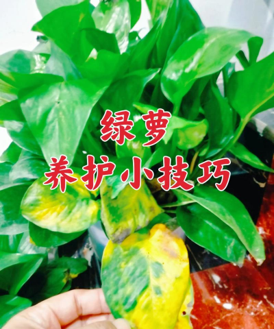 桑椹树病虫防治方法，常见问题解析，实用应对技巧