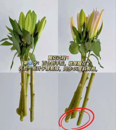 冬天盆栽百合花怎么养,注意防寒保暖,掌握浇水技巧 冬天盆栽百合花怎么养,注意防寒保暖,掌握浇水技巧