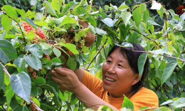 桑椹树病虫防治方法，常见问题解析，实用应对技巧