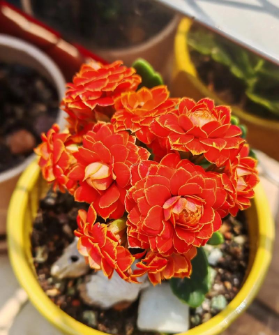 桑椹树病虫防治方法，常见问题解析，实用应对技巧