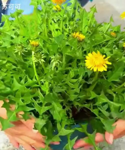 桑椹树病虫防治方法，常见问题解析，实用应对技巧