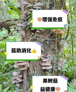 草果栽培，掌握关键技巧，实现高产稳收