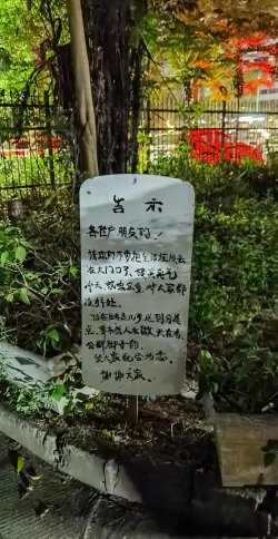 草果栽培，掌握关键技巧，实现高产稳收