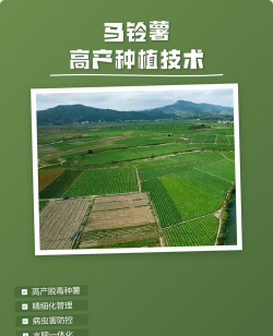 桑椹树病虫防治方法，常见问题解析，实用应对技巧