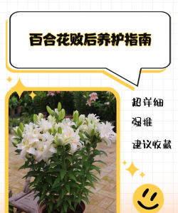 桑椹树病虫防治方法，常见问题解析，实用应对技巧