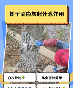 草果栽培，掌握关键技巧，实现高产稳收