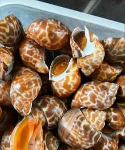 草果栽培，掌握关键技巧，实现高产稳收