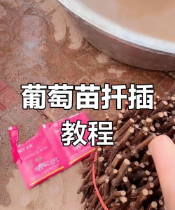 草果栽培，掌握关键技巧，实现高产稳收