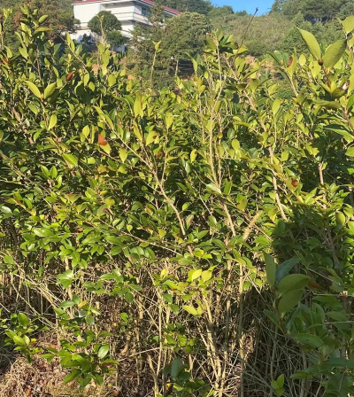 草果栽培，掌握关键技巧，实现高产稳收