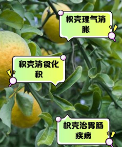 草果栽培，掌握关键技巧，实现高产稳收