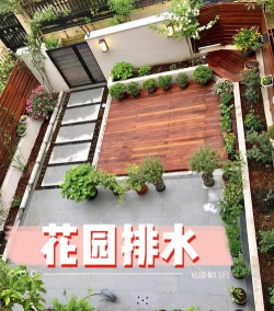 草果栽培，掌握关键技巧，实现高产稳收