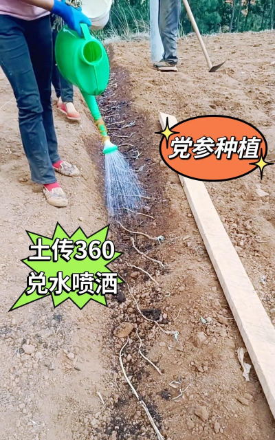 党参的栽培技术,掌握关键步骤,实现优质高产 党参的栽培技术,掌握关键步骤,实现优质高产