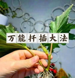 家庭养花用生根粉