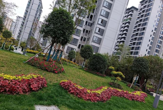 草果栽培，掌握关键技巧，实现高产稳收