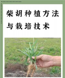 名贵树白蚁防治方法，识别早期迹象，采取有效保护