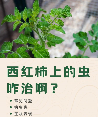 名贵树白蚁防治方法，识别早期迹象，采取有效保护
