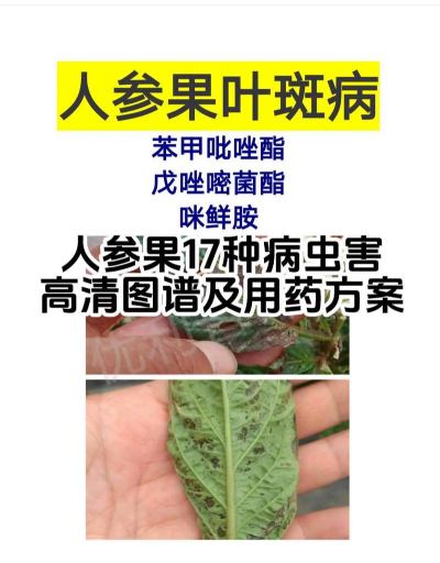 桑椹树病虫防治方法，常见问题解析，实用应对技巧