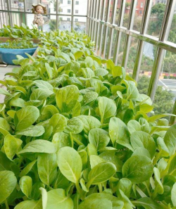 草果栽培，掌握关键技巧，实现高产稳收