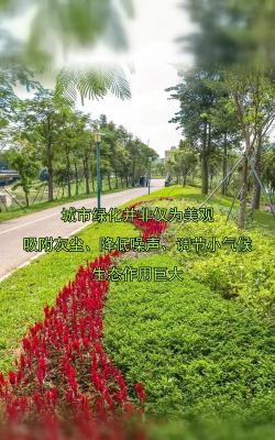 草果栽培，掌握关键技巧，实现高产稳收