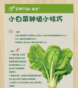 草果栽培，掌握关键技巧，实现高产稳收