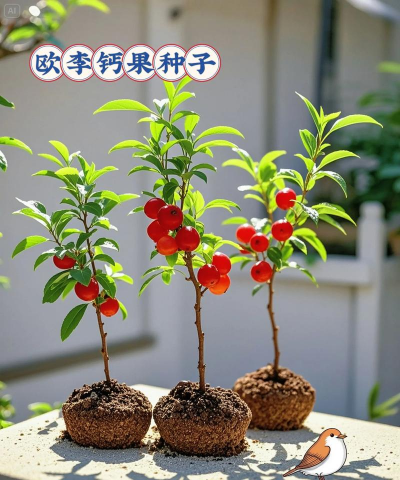 济南正宗绿化施工设计，专业团队打造，提升城市绿化品质