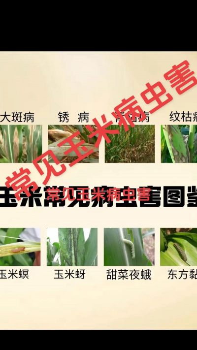 济南正宗绿化施工设计，专业团队打造，提升城市绿化品质