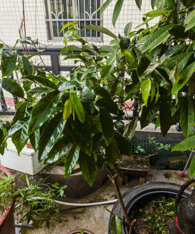 济南正宗绿化施工设计，专业团队打造，提升城市绿化品质