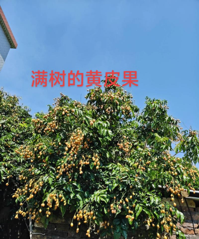 罗汉松的栽培，选对方法，轻松上手