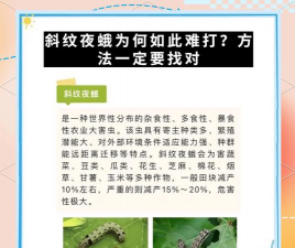 罗汉松的栽培，选对方法，轻松上手